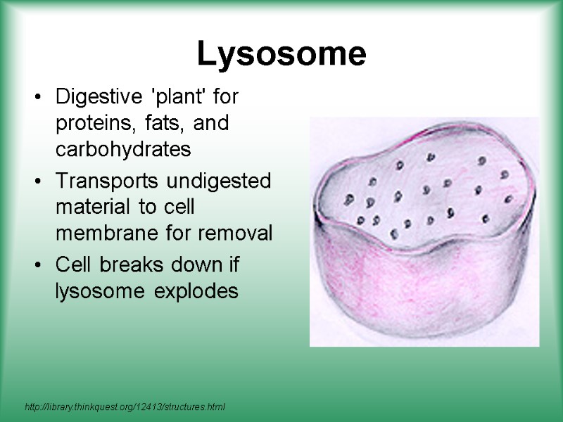 Lysosome Digestive 'plant' for proteins, fats, and carbohydrates Transports undigested material to cell membrane